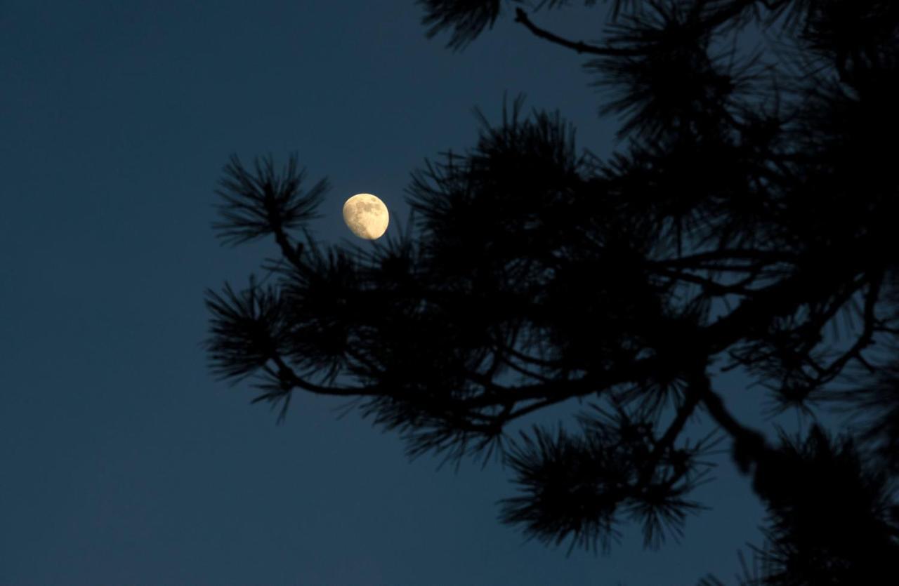Coyote Blues Village Bed & Breakfast Silver City ภายนอก รูปภาพ